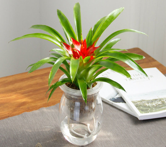 宁波奉化花木出租 宁波奉化花木出租